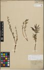 Foto von Salix repens subsp. rosmarinifolia (L.) Andersson